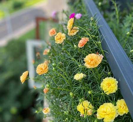 适合在露天阳台养的花