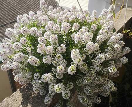 适合在露天阳台养的花