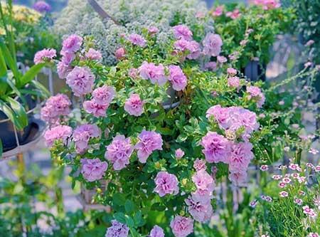 适合在露天阳台养的花