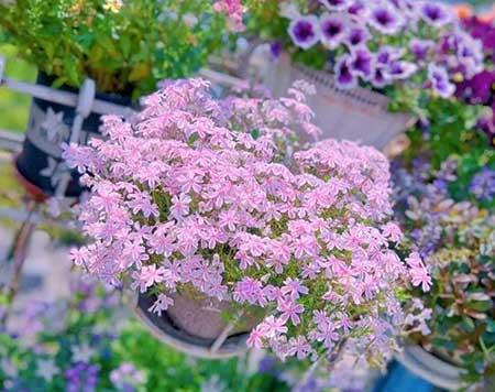 适合在露天阳台养的花