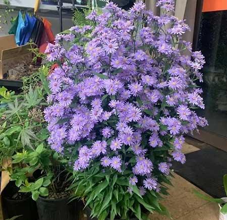 适合在露天阳台养的花