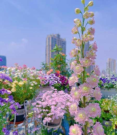 适合在露天阳台养的花