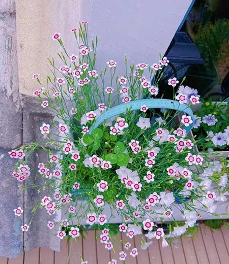 适合在露天阳台养的花