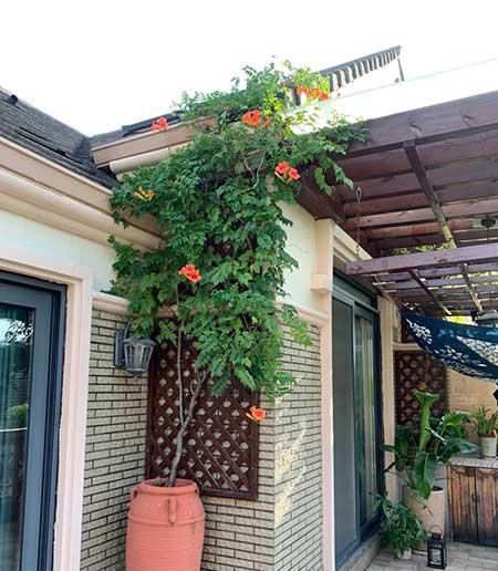 适合在露天阳台养的花