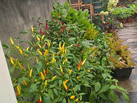 适合在露天阳台养的花