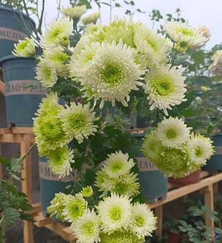 适合在露天阳台养的花