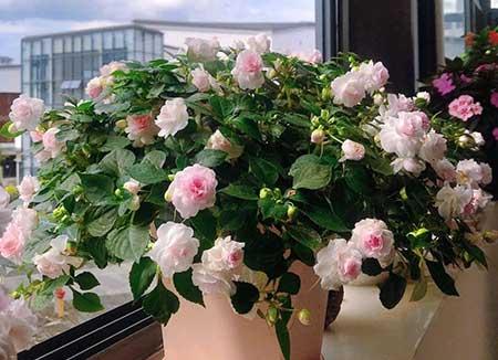 适合在露天阳台养的花