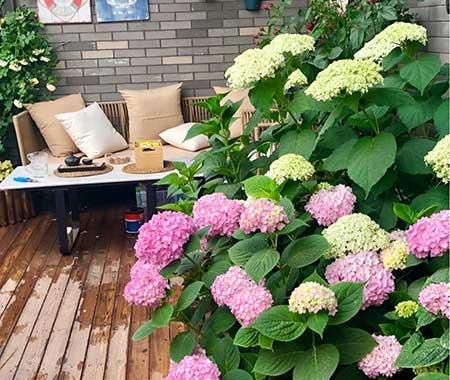 适合在露天阳台养的花
