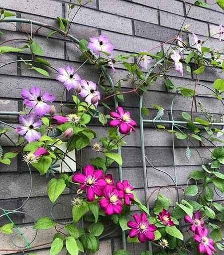 适合在露天阳台养的花