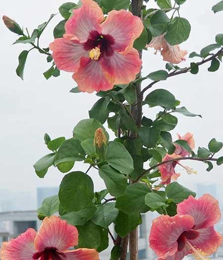 适合在露天阳台养的花