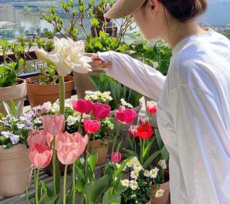 适合在露天阳台养的花