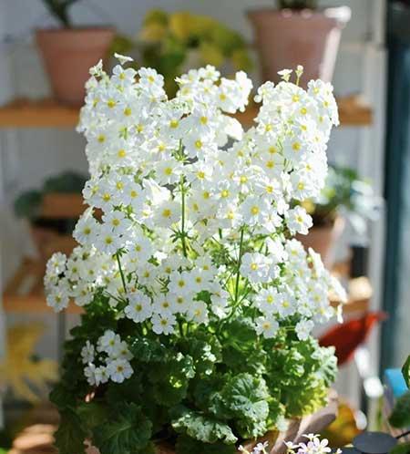 适合在露天阳台养的花