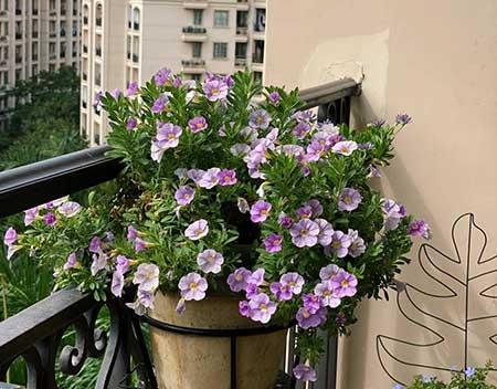 适合在露天阳台养的花