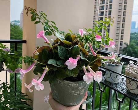 适合在露天阳台养的花