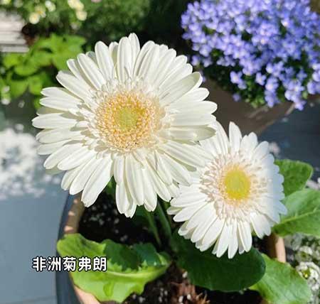 适合在露天阳台养的花