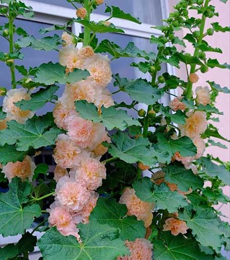 适合在露天阳台养的花