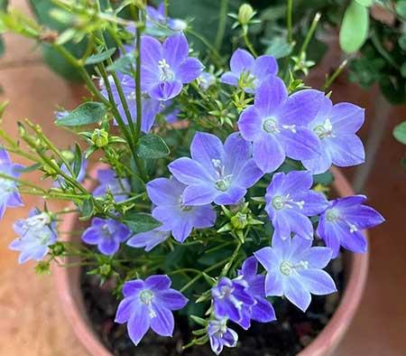 适合在露天阳台养的花