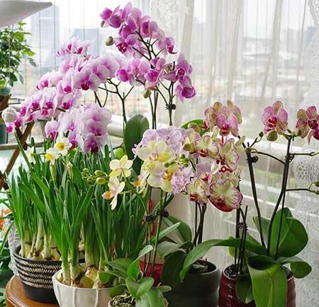 适合在露天阳台养的花