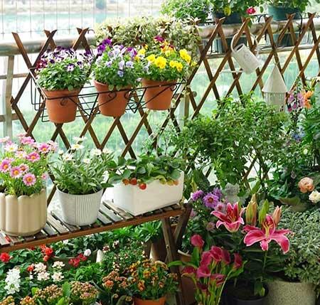 适合在露天阳台养的花