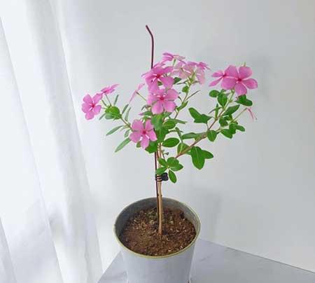 适合在露天阳台养的花