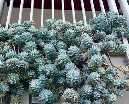 适合在露天阳台养的花