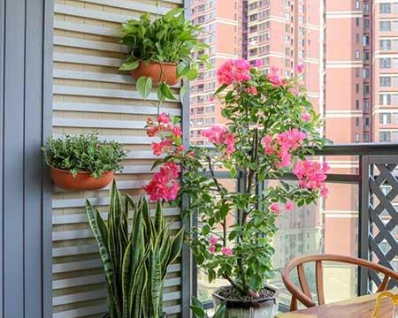 适合在露天阳台养的花