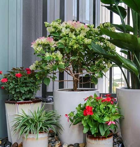 适合在露天阳台养的花