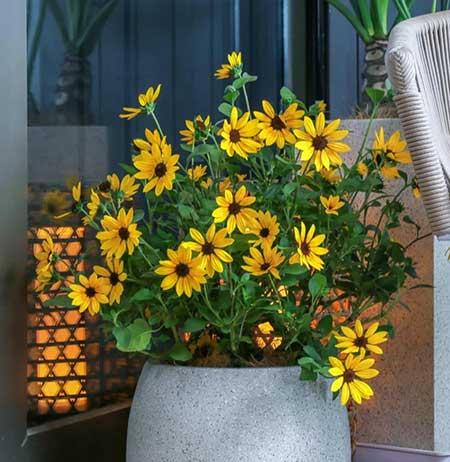 适合在露天阳台养的花