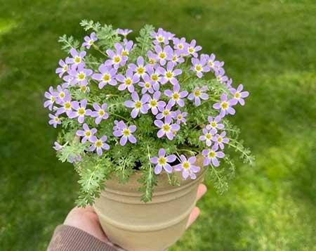 适合在露天阳台养的花