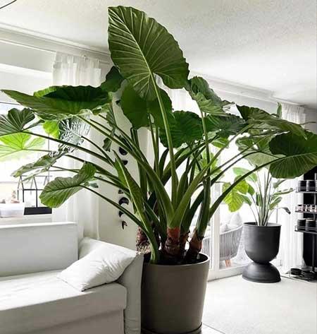 适合在露天阳台养的花