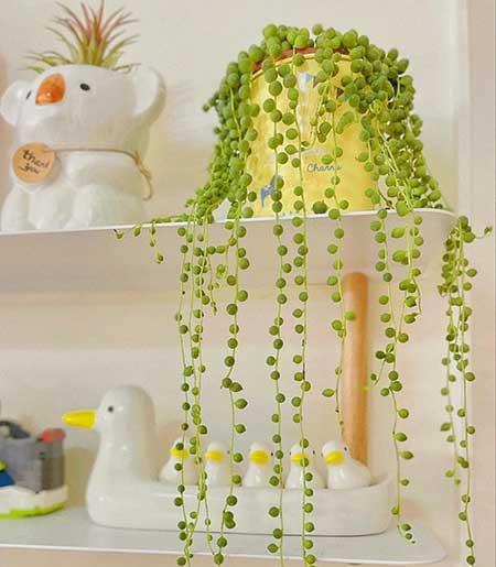 适合在露天阳台养的花