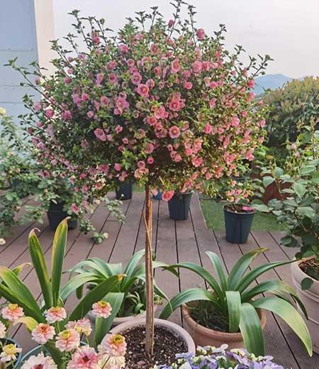 适合在露天阳台养的花