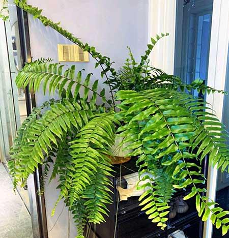 适合在露天阳台养的花