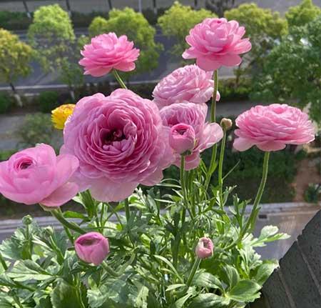 适合在露天阳台养的花