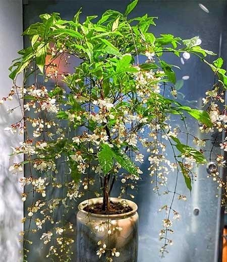 适合在露天阳台养的花