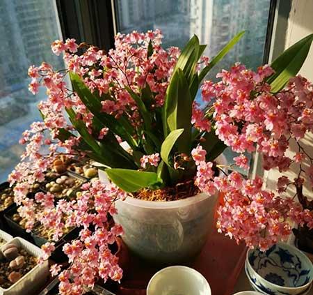 适合在露天阳台养的花