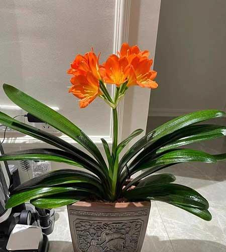 适合在露天阳台养的花