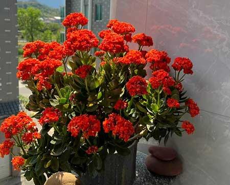 适合在露天阳台养的花