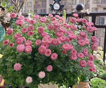 适合在露天阳台养的花