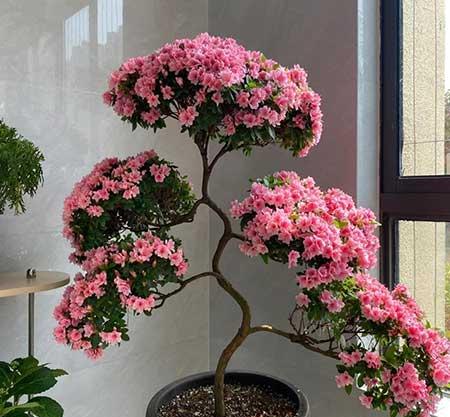 适合在露天阳台养的花