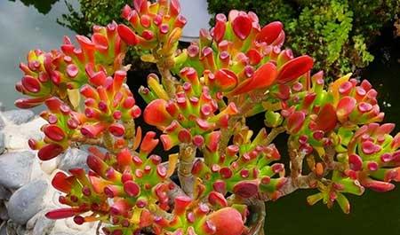 适合在客厅里养的大型植物