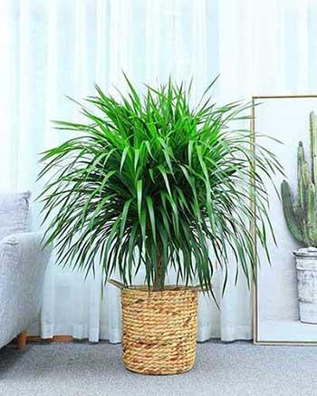 适合在客厅里养的大型植物