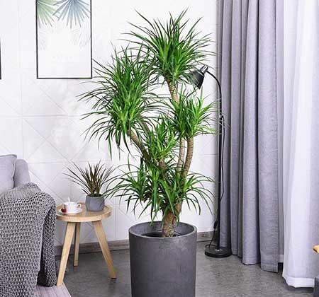 适合在客厅里养的大型植物