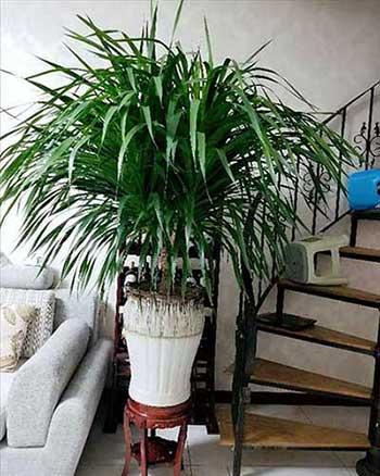 适合在客厅里养的大型植物