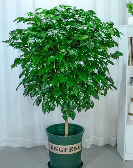 适合在客厅里养的大型植物
