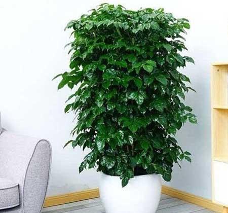 适合在客厅里养的大型植物