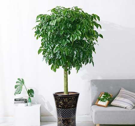 适合在客厅里养的大型植物