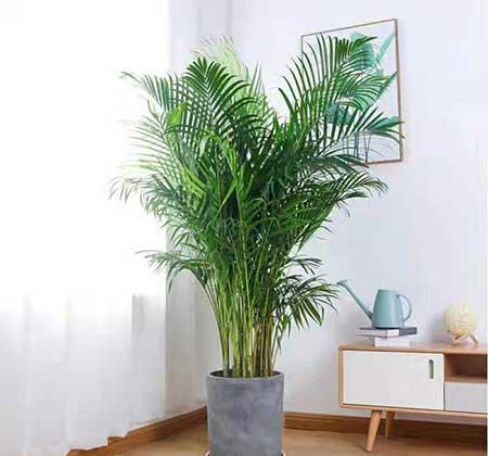 适合在客厅里养的大型植物
