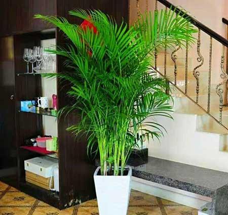 适合在客厅里养的大型植物