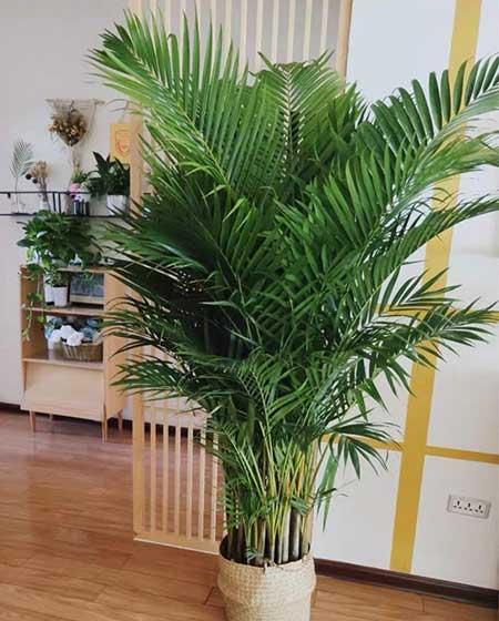 适合在客厅里养的大型植物